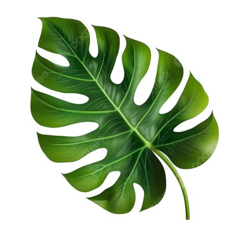 leaf png